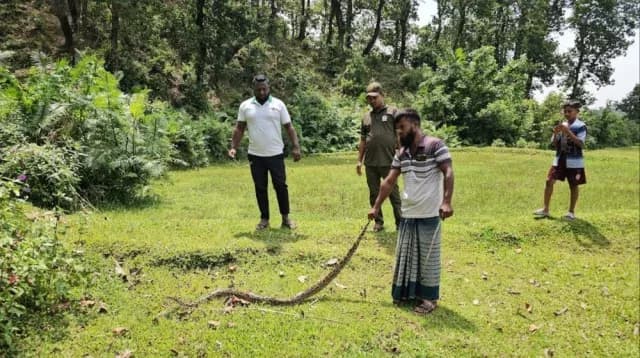 নেত্রকোনায় জালে আটকা পড়ল অজগর, পরে বনে অবমুক্ত