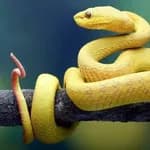 কোটি কোটি বছর আগে কি সাপের পা ছিল?