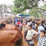 কোরবানির হাটে কৃত্রিমভাবে মোটাতাজা পশু বিষয়ে বাকৃবি’র প্রাণী বিশেষজ্ঞের সর্তকবার্তা  