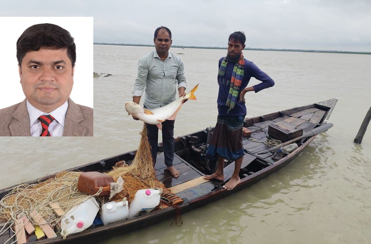 নদীতে বিশাল পাঙাশ: ইলিশ সংরক্ষণের সুফল, নদীর পুনর্জাগরণ নাকি নতুন সতর্কবার্তা?