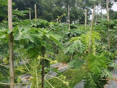 ভেজাল ও নিন্মমানের বীজে সর্বশান্ত মধুপুরের বানিজ্যিক পেঁপে চাষীরা