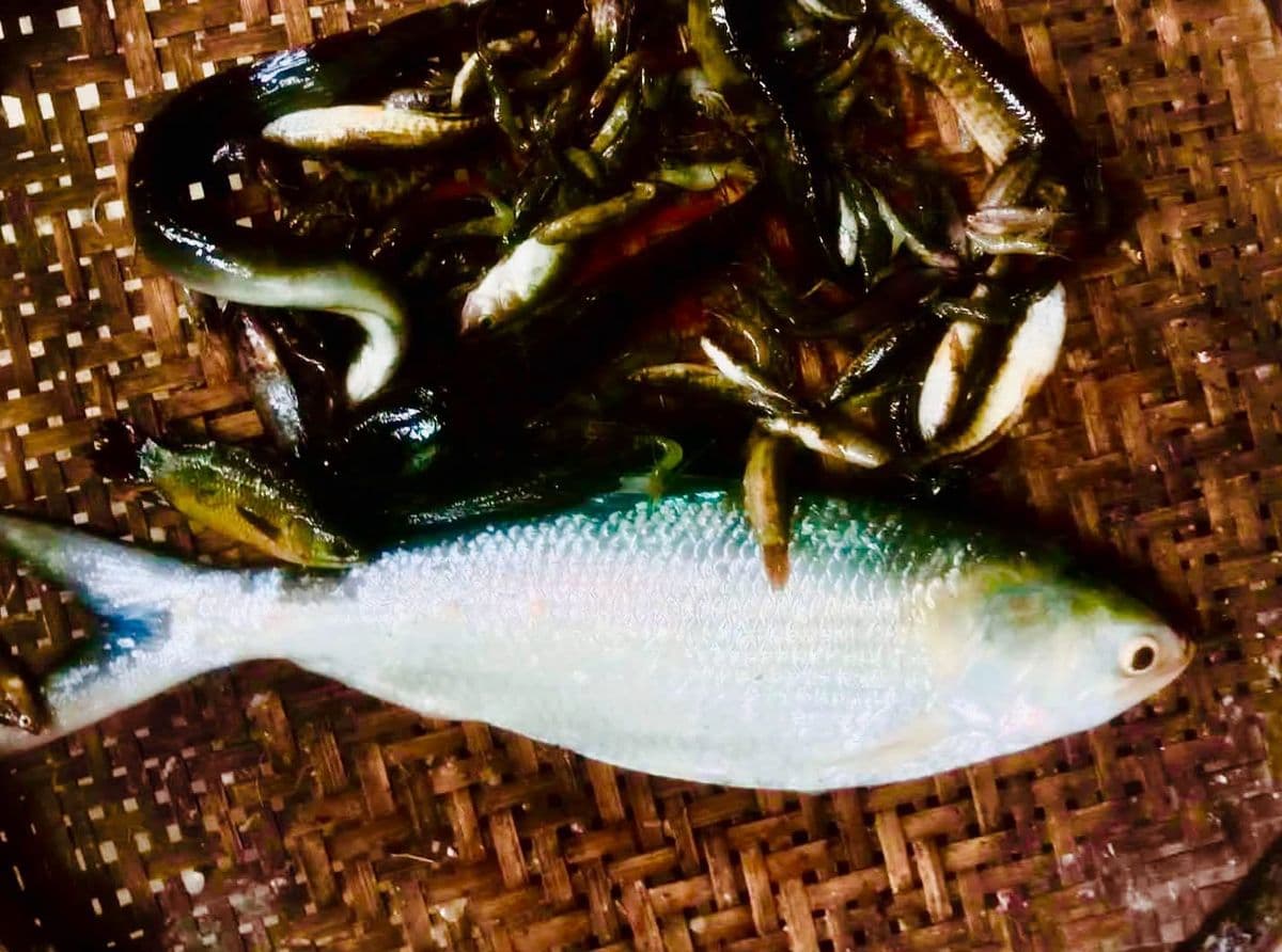 ময়মনসিংহে পুরাতন ব্রম্মপুত্রে ঠেলা জালে ধরা পড়েছে ইলিশ মাছ
