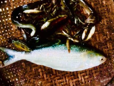 ময়মনসিংহে পুরাতন ব্রম্মপুত্রে ঠেলা জালে ধরা পড়েছে ইলিশ মাছ