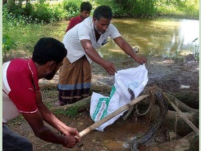 মাছ ধরার জালে আটকা পড়ল ৮ ফুট লম্বা অজগর
