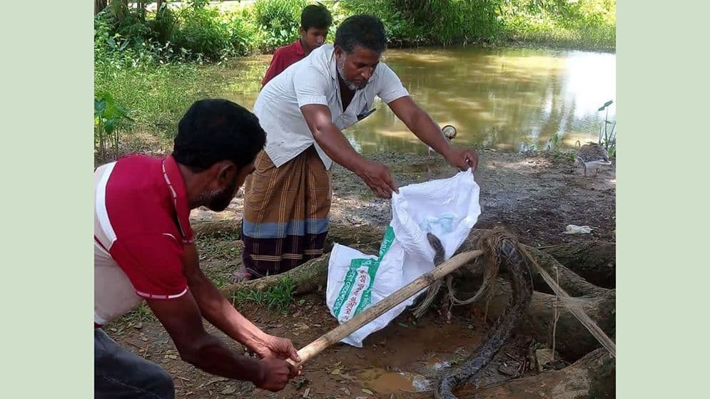 মাছ ধরার জালে আটকা পড়ল ৮ ফুট লম্বা অজগর