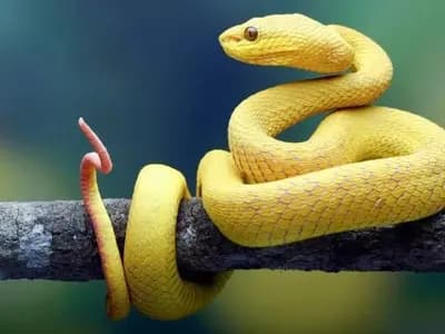 কোটি কোটি বছর আগে কি সাপের পা ছিল?