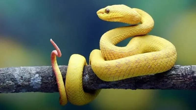 কোটি কোটি বছর আগে কি সাপের পা ছিল?