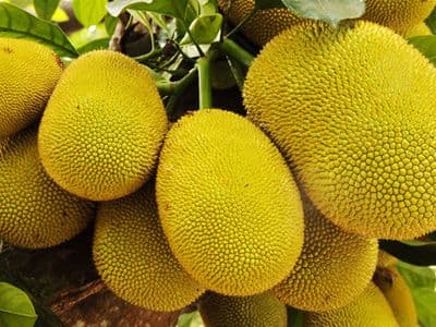 বাংলাদেশ থেকে কাঁঠাল আমদানির অনুমতি দিল চীন