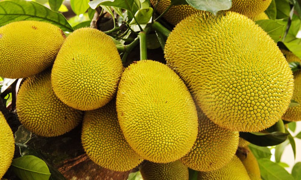 বাংলাদেশ থেকে কাঁঠাল আমদানির অনুমতি দিল চীন
