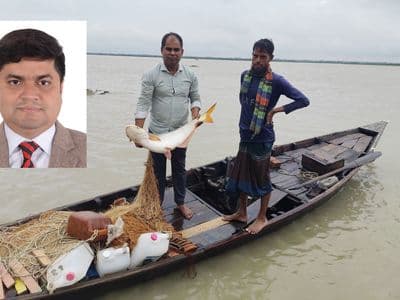 নদীতে বিশাল পাঙাশ: ইলিশ সংরক্ষণের সুফল, নদীর পুনর্জাগরণ নাকি নতুন সতর্কবার্তা?